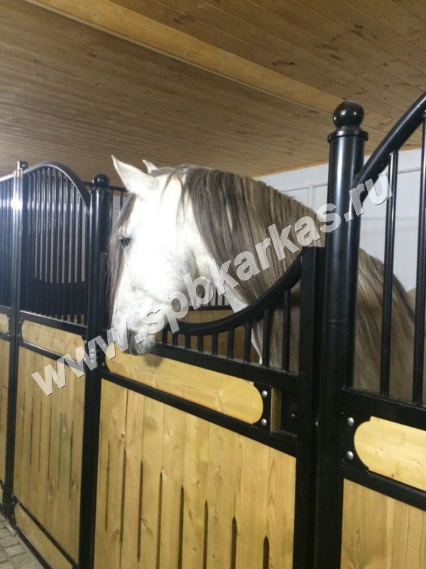Фото Соломона в деннике » Фото лошадей » Сайт о лошадях centerforstrategy.ru (бывший коники ру)